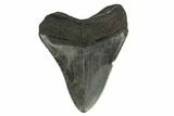 Fossil Megalodon Tooth - South Carolina #130798-1